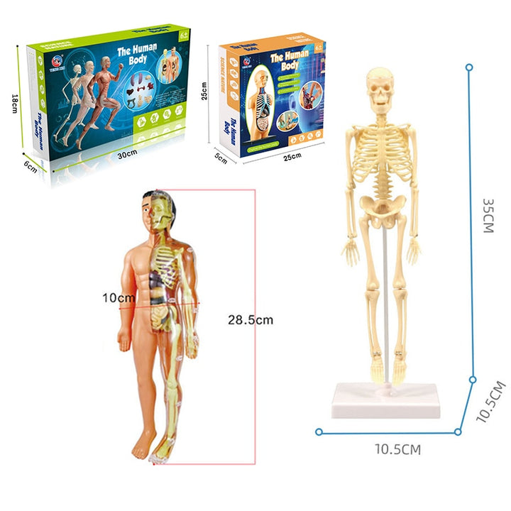 Human Torso Model | Torso Educational Toys | Tokomom