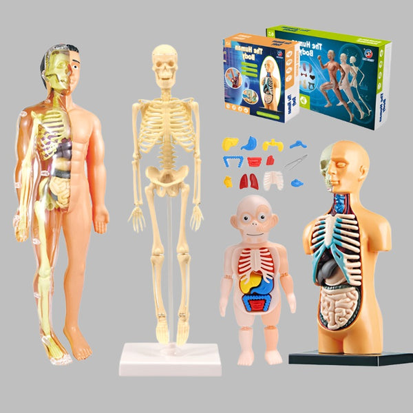 Human Torso Model | Torso Educational Toys | Tokomom
